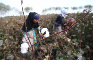 Women harvest cotton in a field near the village of Yakhak. Tajikistan, October 2013.