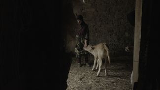 Makhmud Channanov’s relatives take care of a calf at their farm in Kulla