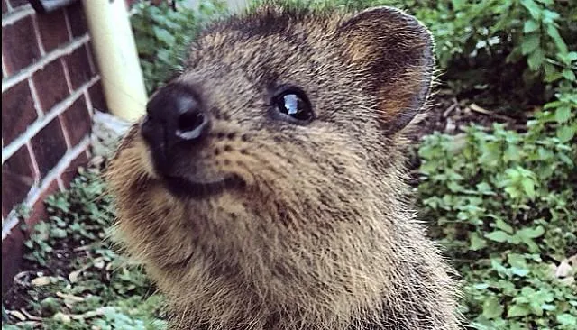 Фото: quokkaposts / Instagram