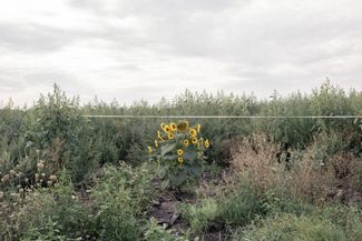 Хочется подойти к этому подсолнуху — но опять нельзя. За белой лентой начинается опасная территория: поля подлежат полному разминированию. Саперам придется прочесывать их полоса за полосой, метр за метром, но сейчас это невозможно: все заросло высокой травой. Саперы ждут осени, когда сойдет зелень